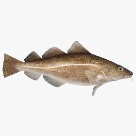 Cod (Animated)